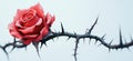 Red rose with thorns on a delicate branch showcasing beauty and danger Royalty Free Stock Photo