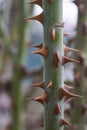 Red rose thorns on a green stem