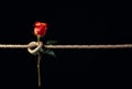 Red rose is tied with a rough rope. The concept of slavery or hostage, restriction of freedom