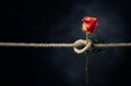 Red rose is tied with a rough rope. The concept of slavery or hostage, restriction of freedom