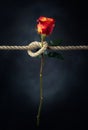 Red rose is tied with a rough rope. The concept of slavery or hostage, restriction of freedom