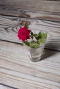 Red rose tiny flower on a glass vase on a wooden surface Royalty Free Stock Photo