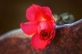 Red rose on the tombstone Royalty Free Stock Photo