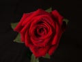 Red Rose top down with water droplets on petals against black background Royalty Free Stock Photo