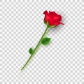 Red Rose On A Transparent Background. Valentines Day. Love Flower. Petals And Leaves. Vector Illustration