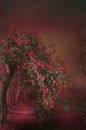 A red rose tree in the dark, path with red leaves, dark red background, Fantasy Mistery Road Royalty Free Stock Photo