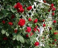 Red Rose Trellis Royalty Free Stock Photo
