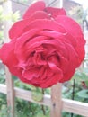 Red Rose With Trellis in the Background Royalty Free Stock Photo