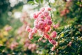 Red Rose Trellis Royalty Free Stock Photo