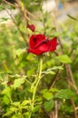 The red rose in the tropical garden