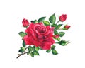 Red rose twig with flowers, leaves, buds. Floral watercolor blooming