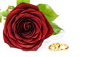 Red rose and two wedding rings