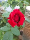 Red Rose