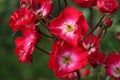 Red rose type La Belle Rouge in the rosarium in Boskoop Royalty Free Stock Photo