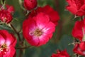 Red rose type La Belle Rouge in the rosarium in Boskoop Royalty Free Stock Photo
