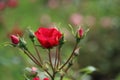 Red rose type La Belle Rouge in the rosarium in Boskoop Royalty Free Stock Photo