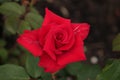 Red Rose type named pride of England in close-Up isolated from a rosarium in Boskoop the Netherlands.