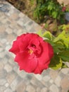 Red rose type on road side