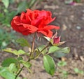 Red rose with unblown bud