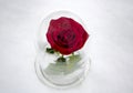 Red Rose Under Glass Royalty Free Stock Photo