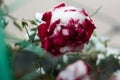 Red rose under the snow Royalty Free Stock Photo