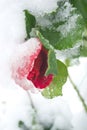 Red rose under the snow. Snow covered the bud of the red rose. Early snow - flowers under the snow and green leaves. Royalty Free Stock Photo