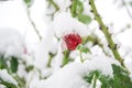 Red rose under the snow. Snow covered the bud of the red rose. Early snow - flowers under the snow and green leaves. Royalty Free Stock Photo