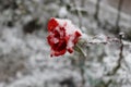 Red Rose under snow Royalty Free Stock Photo