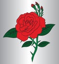 Red rose Royalty Free Stock Photo