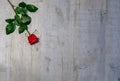 Red rose for Valantines Day. Rose lying on a third on grey wooden background Royalty Free Stock Photo