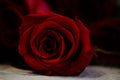 Red rose close up for valentines day Royalty Free Stock Photo