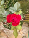 Red rose, valentine& x27;s, romantic, aswome rose,