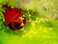 Red rose Valentines Day. Royalty Free Stock Photo