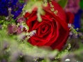 Red rose Valentines Day. Royalty Free Stock Photo