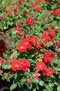 Red Rose variety Roter Korsaar flowering in a garden