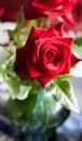 Red rose in a vase Royalty Free Stock Photo