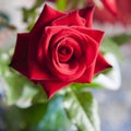 Red rose in a vase Royalty Free Stock Photo