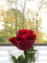 Red rose in a vase looks out the window at the park in autumn. Royalty Free Stock Photo