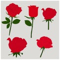 Red rose vector art work Royalty Free Stock Photo