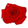 Red rose vector drawing illustration