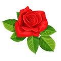 Red rose vector illustration isolated on white background. Royalty Free Stock Photo