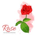 Red rose vector illustration isolated on white background. Royalty Free Stock Photo