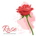 Red rose vector illustration isolated on white background. Royalty Free Stock Photo