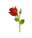 Red Rose Vector Image Template