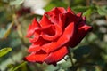 Red rose velvet in green leaves