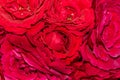 Red rose velvet macro close-up