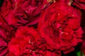red rose velvet macro close up