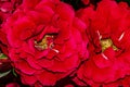 red rose velvet macro close-up