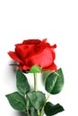 Red Rose vertical with White Background Royalty Free Stock Photo