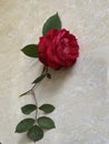 A Beautiful red rose waiting for someone Royalty Free Stock Photo